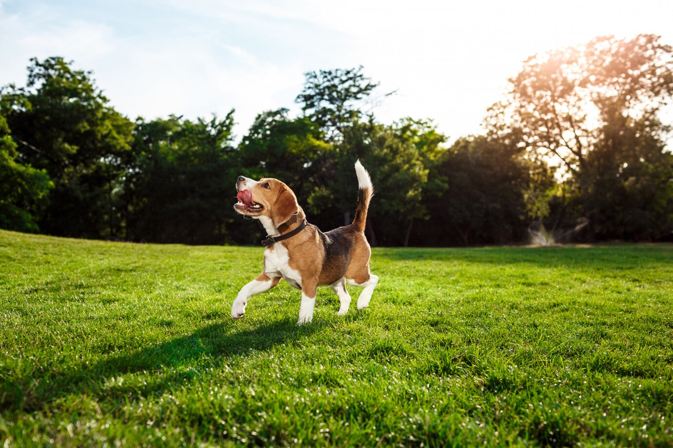 perro-gracioso-beagle-feliz-caminando-jugando-parque_176420-6453